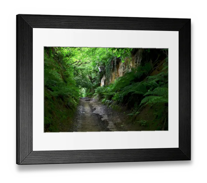 Framed Print : Shutes Lane holloway, Symondsbury, Dorset, England, UK, June 2021 Framed Print : Shutes Lane holloway, Symondsbury, Dorset, England, UK, June 2021