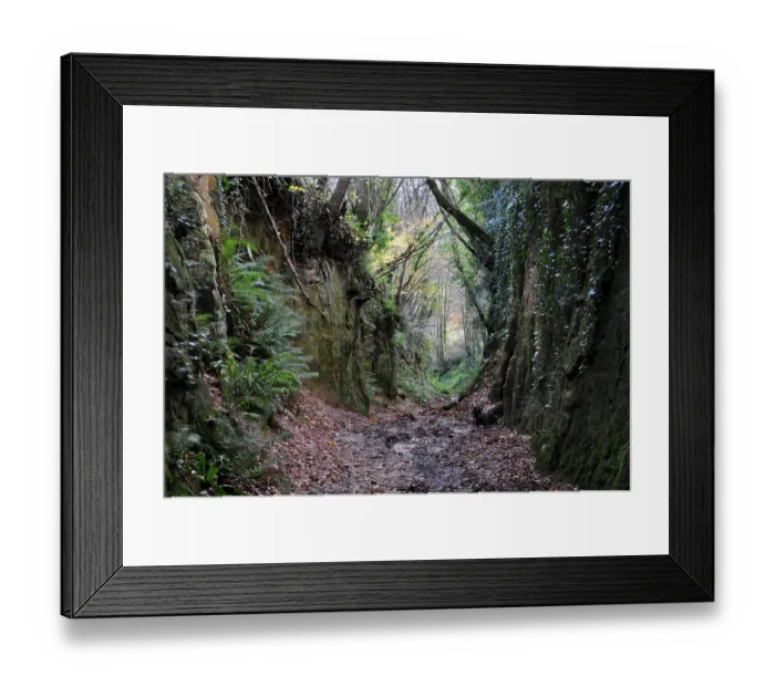Framed Print : Shutes Lane holloway, Symondsbury, Dorset, England, UK, December 2023 Framed Print : Shutes Lane holloway, Symondsbury, Dorset, England, UK, December 2023