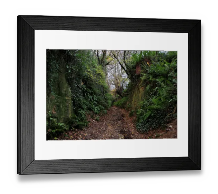 Framed Print : Shutes Lane holloway, Symondsbury, Dorset, England, UK, December 2023 Framed Print : Shutes Lane holloway, Symondsbury, Dorset, England, UK, December 2023