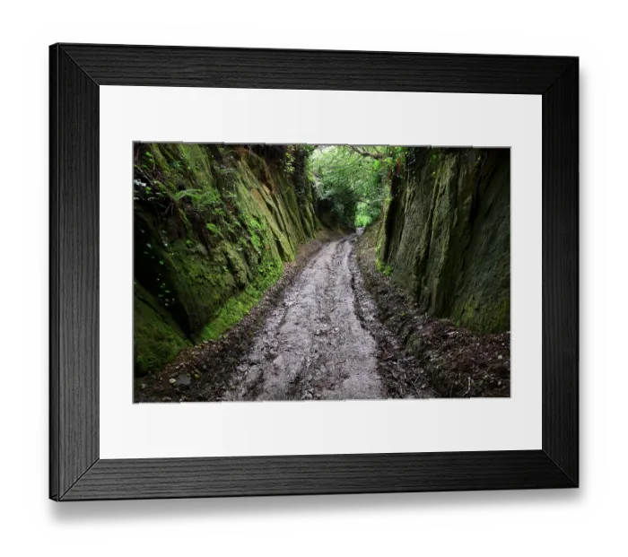 Framed Print : Hell Lane holloway, Symondsbury, Dorset, England, UK, June 2021 Framed Print : Hell Lane holloway, Symondsbury, Dorset, England, UK, June 2021