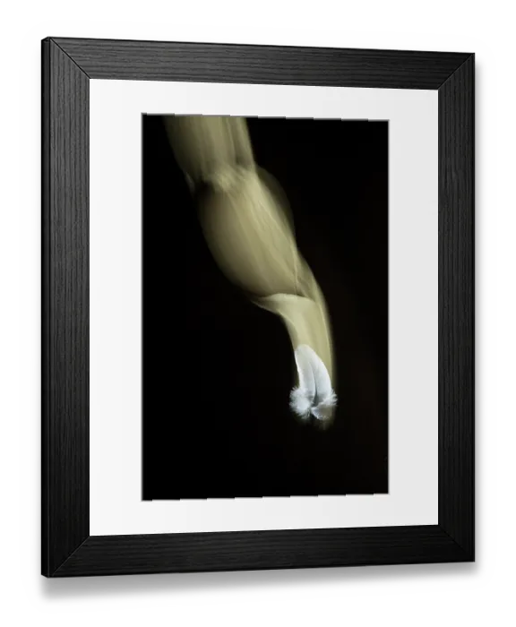 Framed Print : Falling white feather on black background, Bristol, UK. Digital composite Framed Print : Falling white feather on black background, Bristol, UK. Digital composite