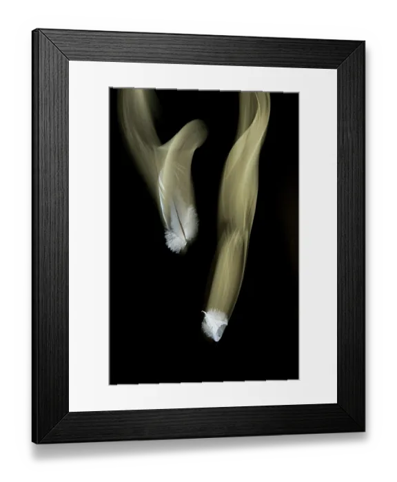 Framed Print : Two falling white feathers on black background, Bristol, UK. Digital composite Framed Print : Two falling white feathers on black background, Bristol, UK. Digital composite