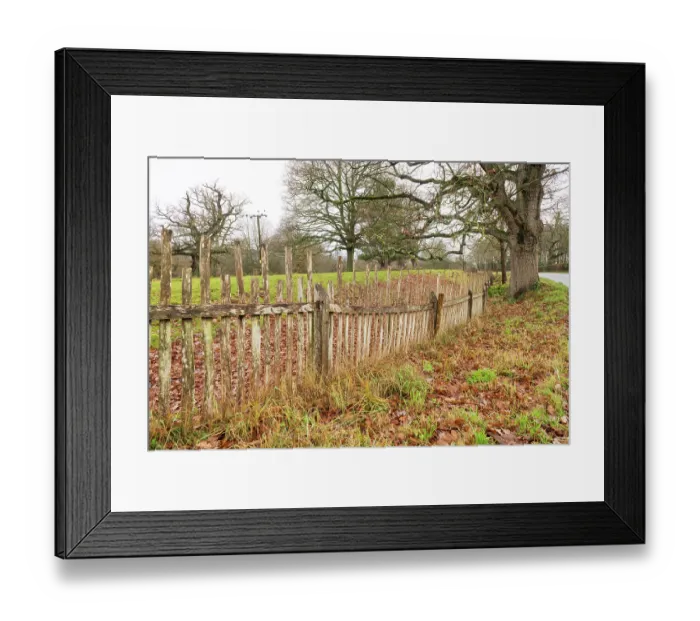 Framed Print : Park pale made up of internal ditch and a wooden fence, Moccas Park National Nature Reserve, Herefordshire, England, UK, December 2023. Fence made from cleft Oak wood Framed Print : Park pale made up of internal ditch and a wooden fence, Moccas Park National Nature Reserve, Herefordshire, England, UK, December 2023. Fence made from cleft Oak wood