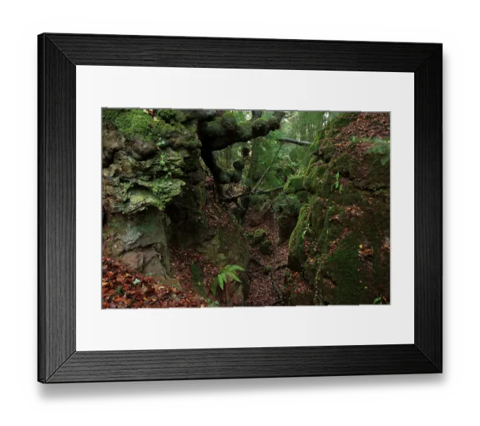 Framed Print : Ancient woodland growing on abandoned open cast mine, Scowles, Forest of Dean, Coleford, Gloucestershire, England, UK, November 2022. Mine dates back to Roman period Framed Print : Ancient woodland growing on abandoned open cast mine, Scowles, Forest of Dean, Coleford, Gloucestershire, England, UK, November 2022. Mine dates back to Roman period