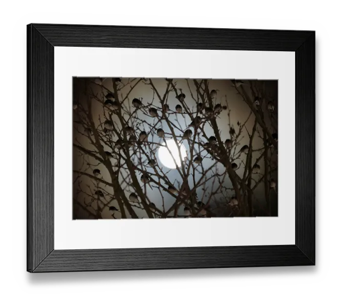 Framed Print : Pied wagtail (Motacilla alba) flock roosting in tree silhouetted by moonlight, Bath, Somerset, England, UK. December Framed Print : Pied wagtail (Motacilla alba) flock roosting in tree silhouetted by moonlight, Bath, Somerset, England, UK. December