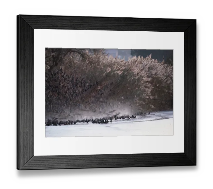 Framed Print : Common starling (Sturnus vulgaris) flock settling in reedbed and bathing in ice free water prior to roosting, Ham Wall RSPB Reserve, Somerset, England, UK, December Framed Print : Common starling (Sturnus vulgaris) flock settling in reedbed and bathing in ice free water prior to roosting, Ham Wall RSPB Reserve, Somerset, England, UK, December