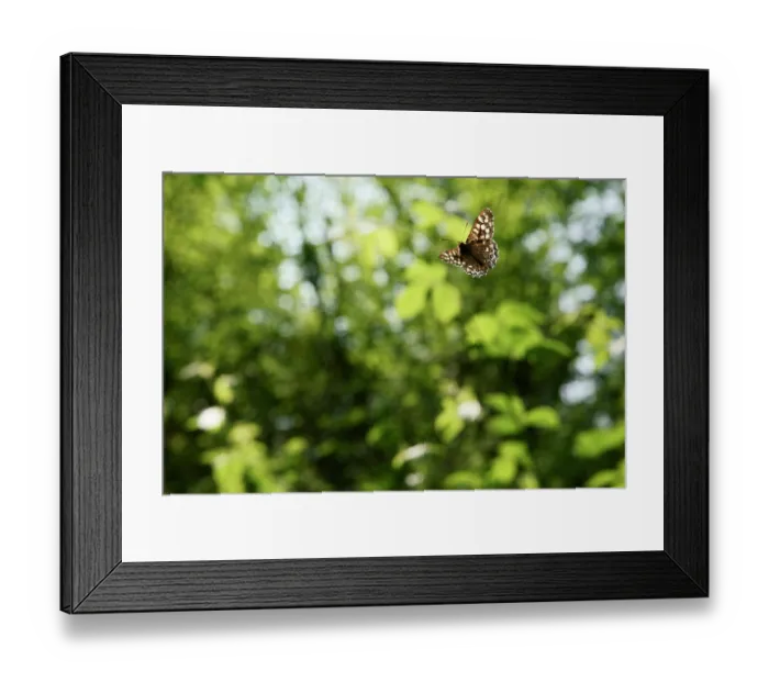 Framed Print : Speckled wood butterfly (Pararge aegeria) male in flight in woodland, Bristol, England, UK. May Framed Print : Speckled wood butterfly (Pararge aegeria) male in flight in woodland, Bristol, England, UK. May