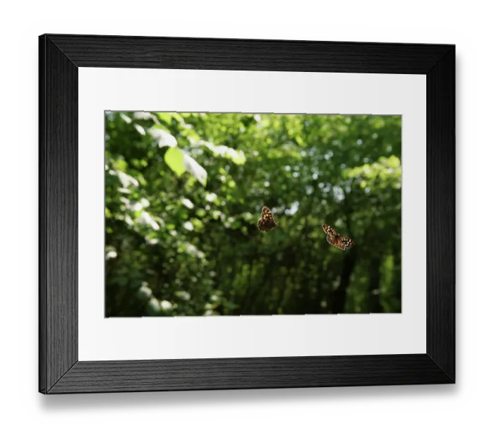 Framed Print : Two Speckled wood butterfly (Pararge aegeria) males chasing each other to defend territory in woodland, Bristol, England, UK, May Framed Print : Two Speckled wood butterfly (Pararge aegeria) males chasing each other to defend territory in woodland, Bristol, England, UK, May