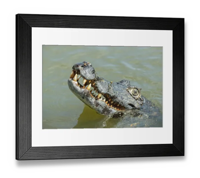 Framed Print : RF - Spectacled caiman (Caiman crocodilus) with head above water surface, Pantanal, Mato Grosso, Brazil. (This image may be licensed either as rights managed or royalty free.) Framed Print : RF - Spectacled caiman (Caiman crocodilus) with head above water surface, Pantanal, Mato Grosso, Brazil. (This image may be licensed either as rights managed or royalty free.)