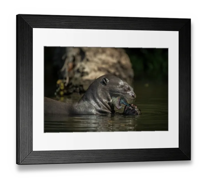 Framed Print : RF - Giant river otter (Pteronura brasiliensis) feeding on fish in river, Mato Grosso, Pantanal, Brazil. Endangered Framed Print : RF - Giant river otter (Pteronura brasiliensis) feeding on fish in river, Mato Grosso, Pantanal, Brazil. Endangered