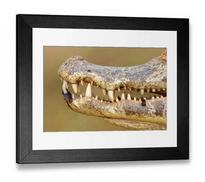 Framed Print : RF - Spectacled caiman (Caiman crocodilus) teeth detail, Pantanal, Mato Grosso, Brazil. (This image may be licensed either as rights managed or royalty free.) Framed Print : RF - Spectacled caiman (Caiman crocodilus) teeth detail, Pantanal, Mato Grosso, Brazil. (This image may be licensed either as rights managed or royalty free.)