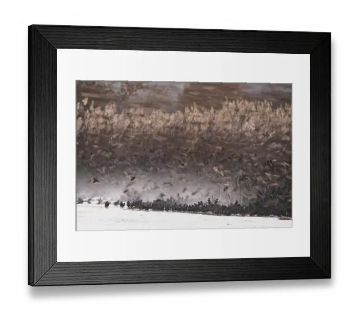 Framed Print : Common starling (Sturnus vulgaris) flock landing beside reedbed and bathing in ice-free water, Ham Wall RSPB Reserve, Somerset, England, UK, December Framed Print : Common starling (Sturnus vulgaris) flock landing beside reedbed and bathing in ice-free water, Ham Wall RSPB Reserve, Somerset, England, UK, December
