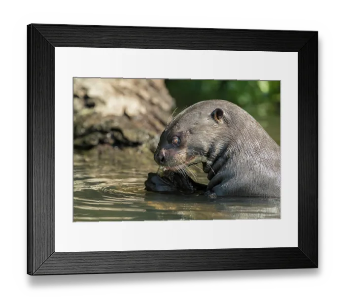 Framed Print : RF - Giant river otter (Pteronura brasiliensis) feeding on fish in river, Mato Grosso, Pantanal, Brazil. Endangered Framed Print : RF - Giant river otter (Pteronura brasiliensis) feeding on fish in river, Mato Grosso, Pantanal, Brazil. Endangered