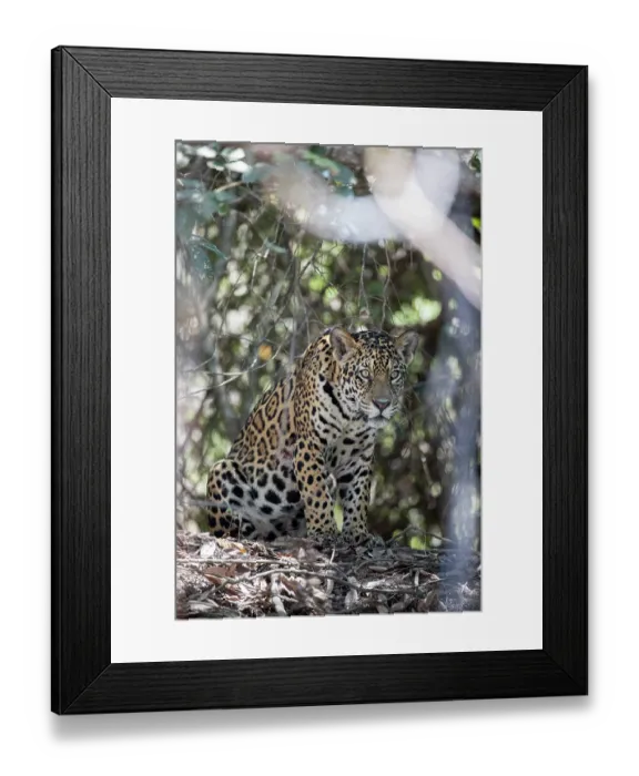 Framed Print : RF - Jaguar (Panthera onca) sitting among forest undergrowth, Pantanal, Mato Grosso, Brazil. (This image may be licensed either as rights managed or royalty free.)