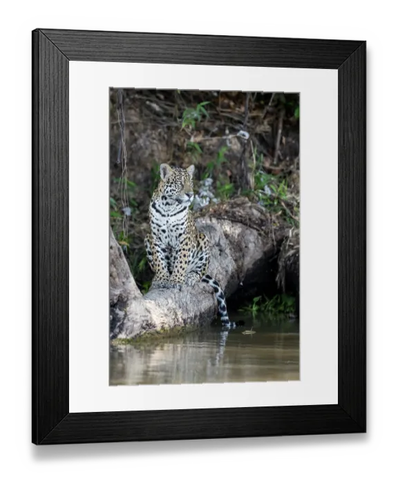 Framed Print : RF - Jaguar (Panthera onca) sitting on tree trunk at water's edge, Pantanal, Mato Grosso, Brazil. (This image may be licensed either as rights managed or royalty free.) Framed Print : RF - Jaguar (Panthera onca) sitting on tree trunk at water's edge, Pantanal, Mato Grosso, Brazil. (This image may be licensed either as rights managed or royalty free.)