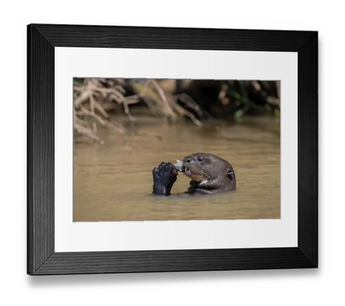 Framed Print : RF - Giant river otter (Pteronura brasiliensis) feeding on fish in river, Mato Grosso, Pantanal, Brazil. Endangered Framed Print : RF - Giant river otter (Pteronura brasiliensis) feeding on fish in river, Mato Grosso, Pantanal, Brazil. Endangered