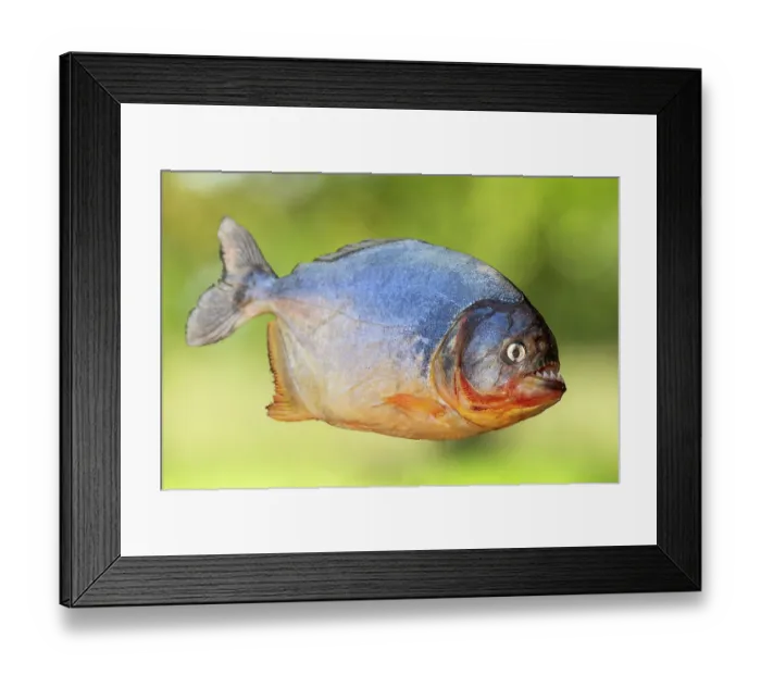 Framed Print : RF - Red-bellied piranha (Pygocentrus nattereri) portrait, Pantanal, Mato Grosso, Brazil. (This image may be licensed either as rights managed or royalty free.) Framed Print : RF - Red-bellied piranha (Pygocentrus nattereri) portrait, Pantanal, Mato Grosso, Brazil. (This image may be licensed either as rights managed or royalty free.)