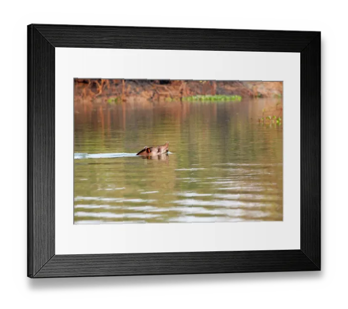 Framed Print : South American tapir (Tapirus terrestris) swimming in river, Mato Grosso, Brazil Framed Print : South American tapir (Tapirus terrestris) swimming in river, Mato Grosso, Brazil
