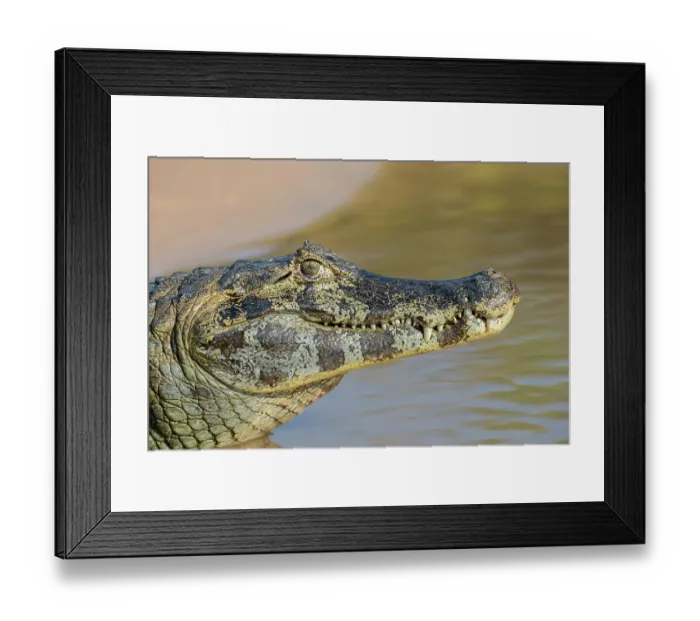 Framed Print : RF - Spectacled caiman (Caiman crocodilus) head portrait, Pantanal, Mato Grosso, Brazil. (This image may be licensed either as rights managed or royalty free.) Framed Print : RF - Spectacled caiman (Caiman crocodilus) head portrait, Pantanal, Mato Grosso, Brazil. (This image may be licensed either as rights managed or royalty free.)