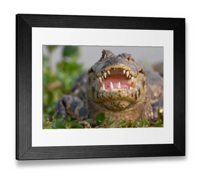 Framed Print : Spectacled caiman (Caiman crocodilus) with mouth open, basking on riverbank, Pantanal, Mato Grosso, Brazil Framed Print : Spectacled caiman (Caiman crocodilus) with mouth open, basking on riverbank, Pantanal, Mato Grosso, Brazil