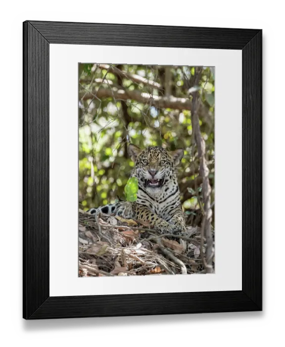 Framed Print : RF - Jaguar (Panthera onca) resting among forest undergrowth, snarling, Pantanal, Mato Grosso, Brazil. (This image may be licensed either as rights managed or royalty free.) Framed Print : RF - Jaguar (Panthera onca) resting among forest undergrowth, snarling, Pantanal, Mato Grosso, Brazil. (This image may be licensed either as rights managed or royalty free.)