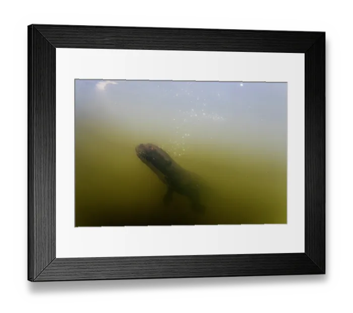 Framed Print : Giant river otter (Pteronura brasiliensis) swimming underwater in river, Pantanal, Mato Grosso, Brazil. Endangered Framed Print : Giant river otter (Pteronura brasiliensis) swimming underwater in river, Pantanal, Mato Grosso, Brazil. Endangered