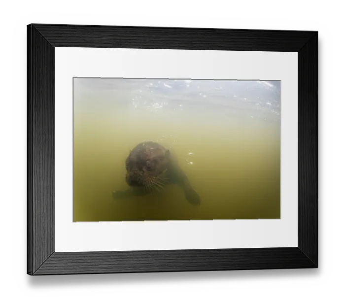 Framed Print : Giant river otter (Pteronura brasiliensis) swimming underwater in river, Pantanal, Mato Grosso, Brazil. Endangered Framed Print : Giant river otter (Pteronura brasiliensis) swimming underwater in river, Pantanal, Mato Grosso, Brazil. Endangered