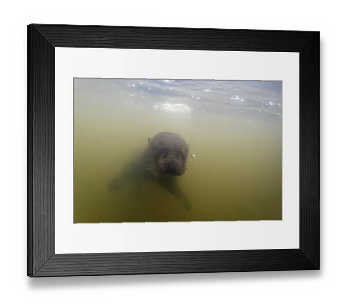 Framed Print : Giant river otter (Pteronura brasiliensis) swimming underwater in river, Pantanal, Mato Grosso, Brazil. Endangered Framed Print : Giant river otter (Pteronura brasiliensis) swimming underwater in river, Pantanal, Mato Grosso, Brazil. Endangered