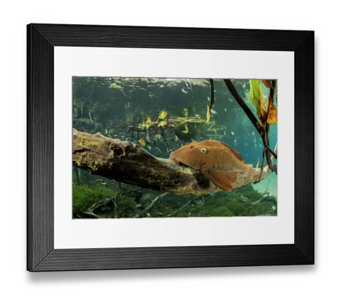 Framed Print : Armored catfish (Loricariidae) resting on dead tree branch underwater, Formoso River, Bonito, Mato Grosso do Sul, Brazil Framed Print : Armored catfish (Loricariidae) resting on dead tree branch underwater, Formoso River, Bonito, Mato Grosso do Sul, Brazil