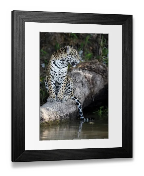 Framed Print : Jaguar (Panthera onca) sitting on tree trunk at water's edge, Pantanal, Mato Grosso, Brazil Framed Print : Jaguar (Panthera onca) sitting on tree trunk at water's edge, Pantanal, Mato Grosso, Brazil