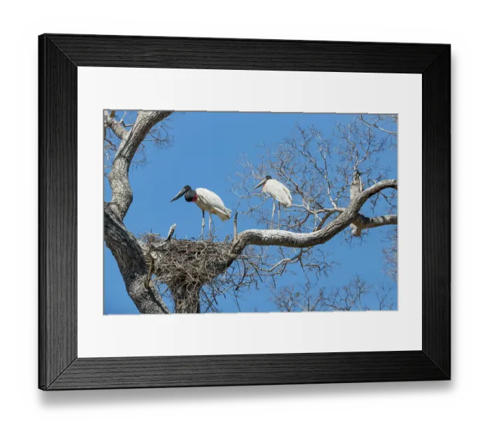 Framed Print : Jabiru stork (Jabiru mycteria) pair at their nest in treetop, Pantanal, Mato Grosso, Brazil Framed Print : Jabiru stork (Jabiru mycteria) pair at their nest in treetop, Pantanal, Mato Grosso, Brazil