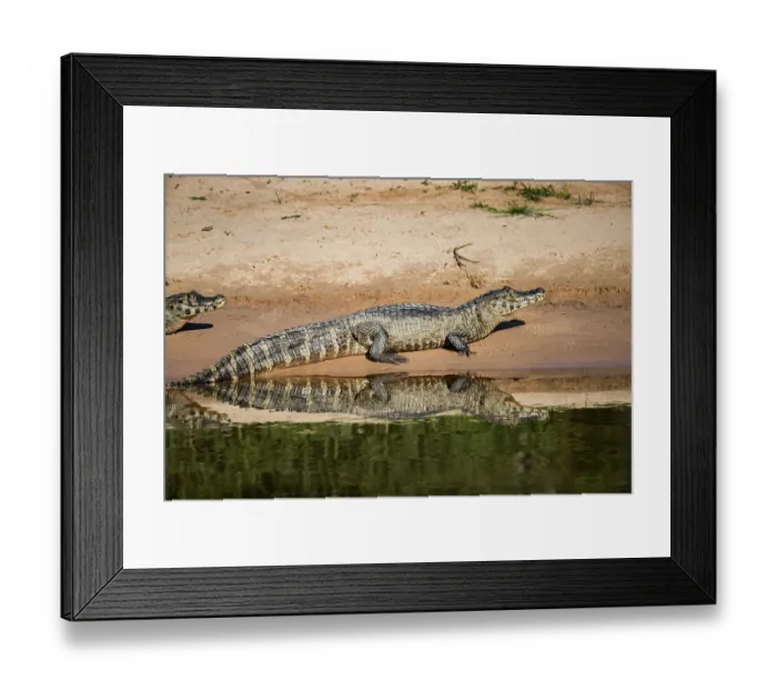 Framed Print : Spectacled caiman (Caiman crocodilus) resting on riverbank, Pantanal, Mato Grosso, Brazil Framed Print : Spectacled caiman (Caiman crocodilus) resting on riverbank, Pantanal, Mato Grosso, Brazil