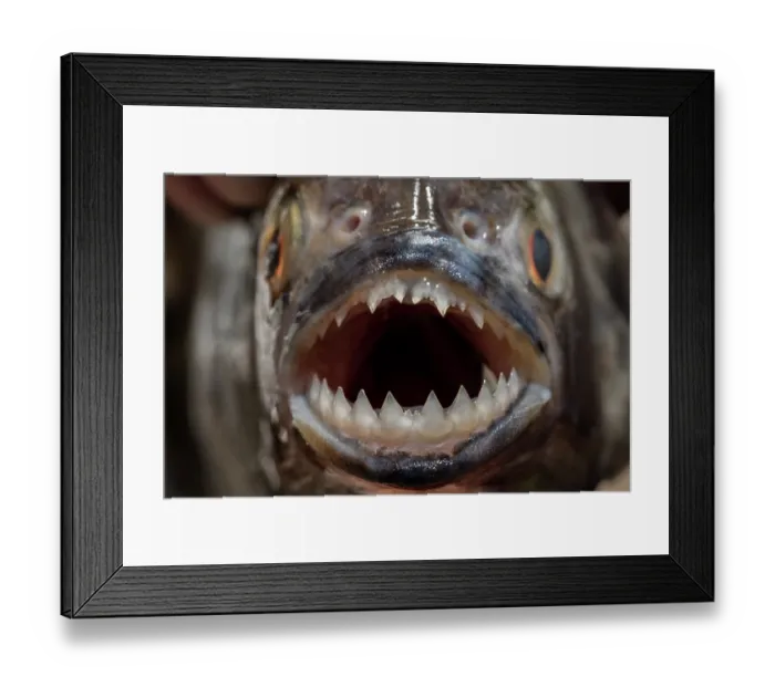 Framed Print : Red-bellied piranha (Pygocentrus nattereri) close up head portrait, showing teeth detail, Pantanal, Mato Grosso, Brazil Framed Print : Red-bellied piranha (Pygocentrus nattereri) close up head portrait, showing teeth detail, Pantanal, Mato Grosso, Brazil