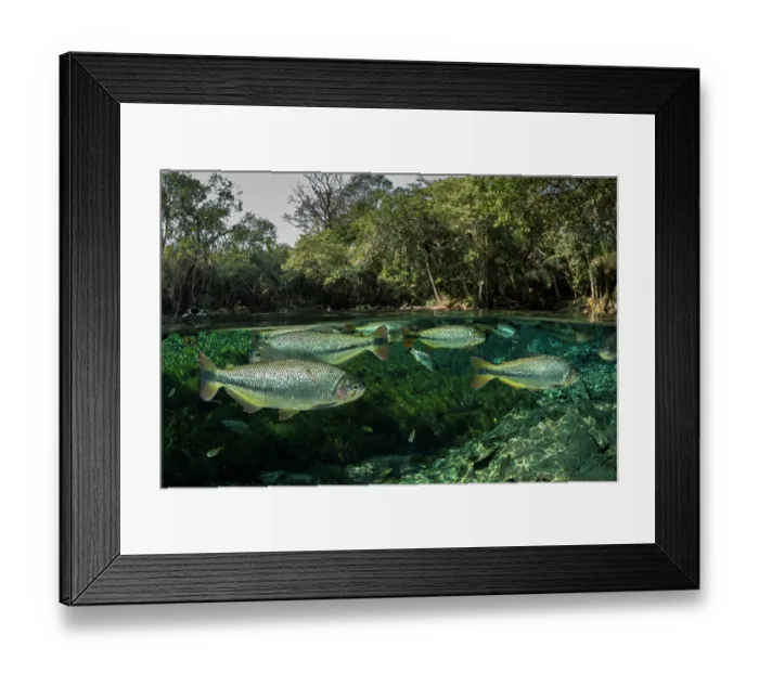 Framed Print : Split level view of Piraputanga (Brycon hilarii) shoal swimming close to water surface, surrounded by forest, Aquario Natural, Bonito, Mato Grosso do Sul, Brazil Framed Print : Split level view of Piraputanga (Brycon hilarii) shoal swimming close to water surface, surrounded by forest, Aquario Natural, Bonito, Mato Grosso do Sul, Brazil