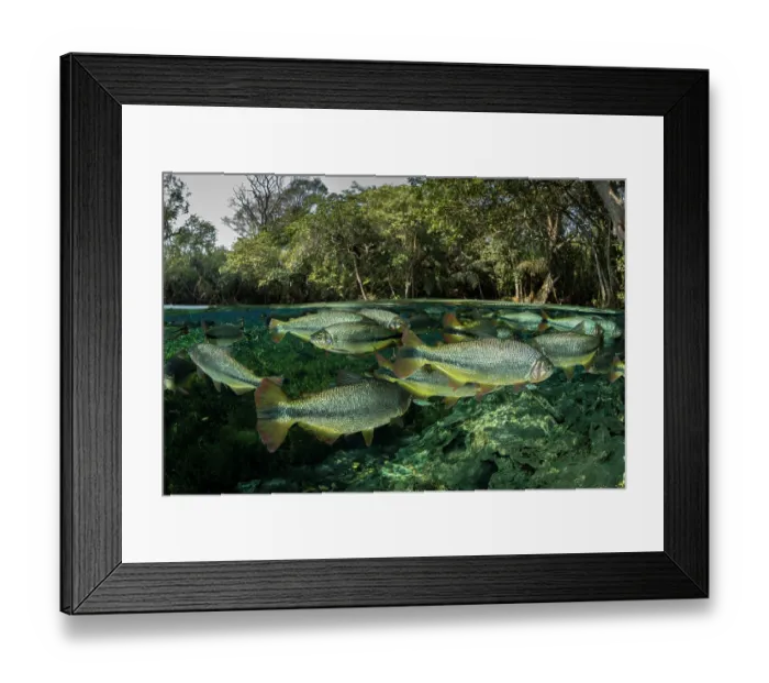 Framed Print : Split level view of Piraputanga (Brycon hilarii) shoal swimming close to water surface, surrounded by forest, Aquario Natural, Bonito, Mato Grosso do Sul, Brazil Framed Print : Split level view of Piraputanga (Brycon hilarii) shoal swimming close to water surface, surrounded by forest, Aquario Natural, Bonito, Mato Grosso do Sul, Brazil