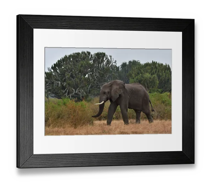 Framed Print : RF - African elephant (Loxodonta africana) walking through bushland, Uganda. Endangered. (This image may be licensed either as rights managed or royalty free.) Framed Print : RF - African elephant (Loxodonta africana) walking through bushland, Uganda. Endangered. (This image may be licensed either as rights managed or royalty free.)