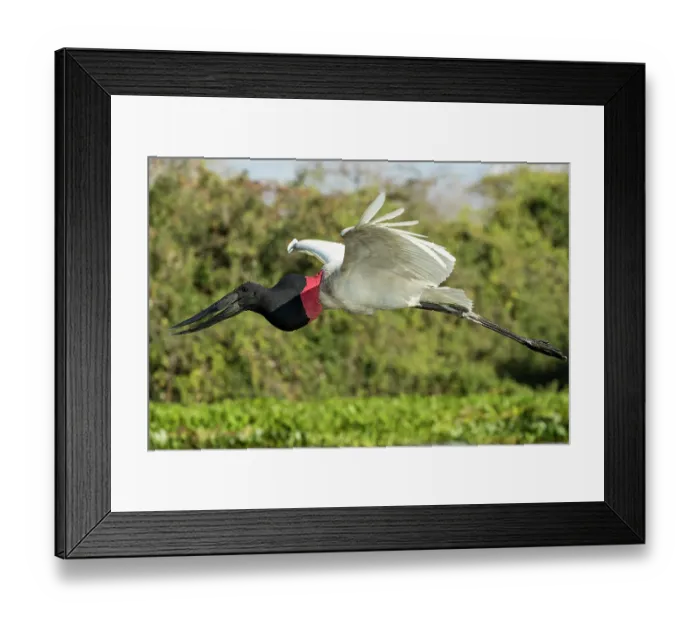 Framed Print : Jabiru stork (Jabiru mycteria) in flight, Pantanal, Mato Grosso, Brazil Framed Print : Jabiru stork (Jabiru mycteria) in flight, Pantanal, Mato Grosso, Brazil