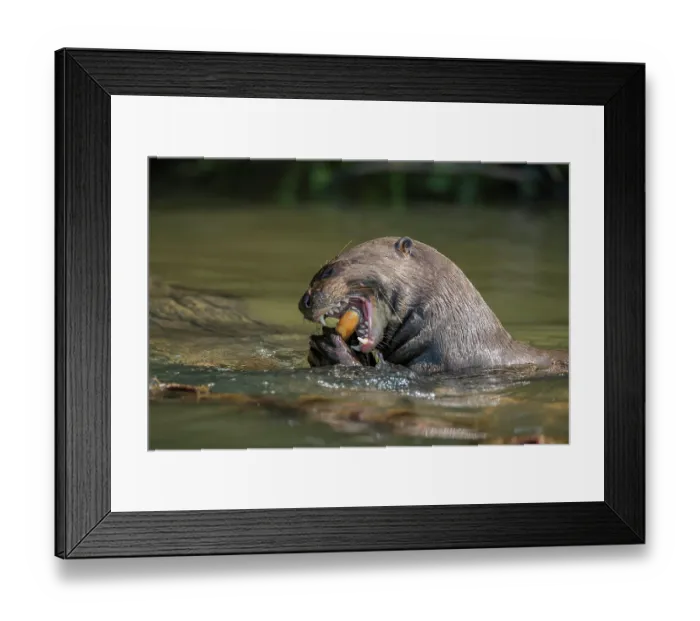 Framed Print : Giant river otter (Pteronura brasiliensis) feeding on fish in river, Mato Grosso, Pantanal, Brazil. Endangered Framed Print : Giant river otter (Pteronura brasiliensis) feeding on fish in river, Mato Grosso, Pantanal, Brazil. Endangered