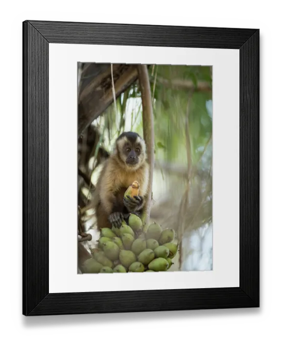 Framed Print : Bearded capuchin (Sapajus libidinosus) sitting in tree feeding on Acuri palm (Attalea sp.) fruit, Pantanal, Mato Grosso, Brazil Framed Print : Bearded capuchin (Sapajus libidinosus) sitting in tree feeding on Acuri palm (Attalea sp.) fruit, Pantanal, Mato Grosso, Brazil