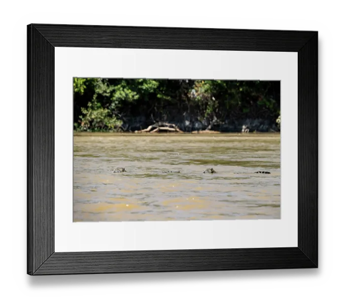Framed Print : Two Jaguars (Panthera onca) swimming in river, Pantanal, Mato Grosso, Brazil Framed Print : Two Jaguars (Panthera onca) swimming in river, Pantanal, Mato Grosso, Brazil