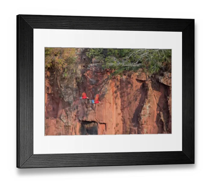 Framed Print : Two Red-and-green macaws (Ara chloropterus) in flight, Buraco das Araras, Mato Grosso do Sul, Brazil Framed Print : Two Red-and-green macaws (Ara chloropterus) in flight, Buraco das Araras, Mato Grosso do Sul, Brazil