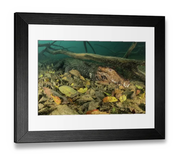 Framed Print : Cuvier's dwarf caiman (Paleosuchus palpebrosus) lurking on riverbed, Formoso River, Bonito, Mato Grosso do Sul, Brazil Framed Print : Cuvier's dwarf caiman (Paleosuchus palpebrosus) lurking on riverbed, Formoso River, Bonito, Mato Grosso do Sul, Brazil