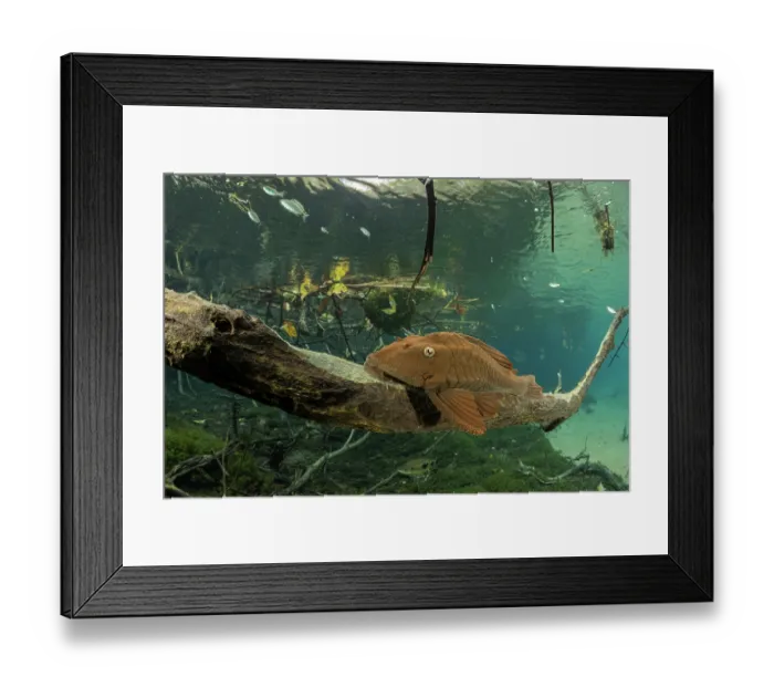 Framed Print : Armored catfish (Loricariidae) resting on dead tree branch underwater, Formoso River, Bonito, Mato Grosso do Sul, Brazil Framed Print : Armored catfish (Loricariidae) resting on dead tree branch underwater, Formoso River, Bonito, Mato Grosso do Sul, Brazil