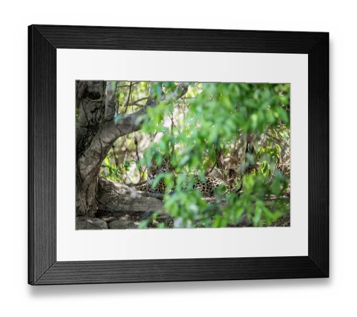 Framed Print : Jaguar (Panthera onca) resting among forest undergrowth, Pantanal, Mato Grosso, Brazil