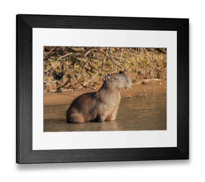 Framed Print : Capybara (Hydrochoerus hydrochaeris) male, sitting in shallow water in sunshine, Pantanal, Mato Grosso do Sul, Brazil Framed Print : Capybara (Hydrochoerus hydrochaeris) male, sitting in shallow water in sunshine, Pantanal, Mato Grosso do Sul, Brazil
