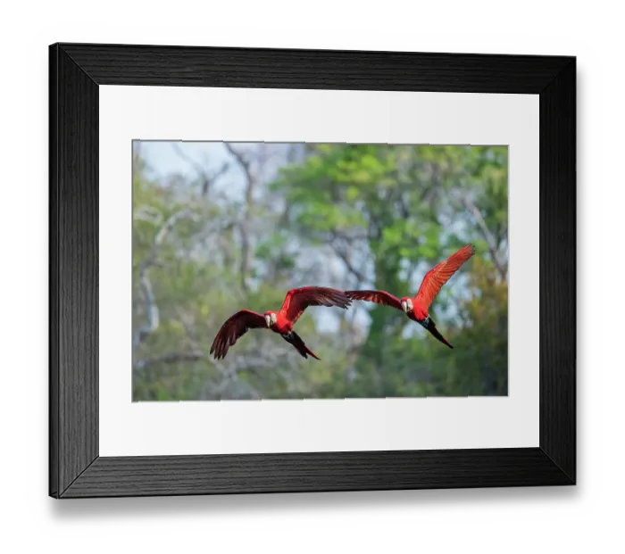 Framed Print : Two Red-and-green macaws (Ara chloropterus) in flight, Buraco das Araras, Mato Grosso do Sul, Brazil Framed Print : Two Red-and-green macaws (Ara chloropterus) in flight, Buraco das Araras, Mato Grosso do Sul, Brazil