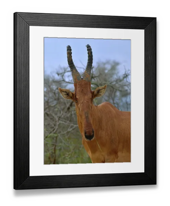 Framed Print : RF - Hartebeest (Alcelaphus Buselaphus) head portrait, Uganda. (This image may be licensed either as rights managed or royalty free.) Framed Print : RF - Hartebeest (Alcelaphus Buselaphus) head portrait, Uganda. (This image may be licensed either as rights managed or royalty free.)