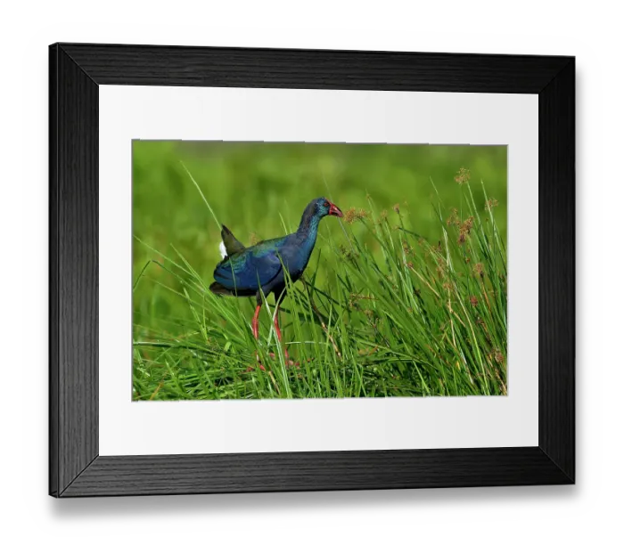 Framed Print : RF - Purple gallinule (Porphyrio porphyrio) juvenile, perched among long grass, Mamanba Marsh, Uganda. (This image may be licensed either as rights managed or royalty free.) Framed Print : RF - Purple gallinule (Porphyrio porphyrio) juvenile, perched among long grass, Mamanba Marsh, Uganda. (This image may be licensed either as rights managed or royalty free.)