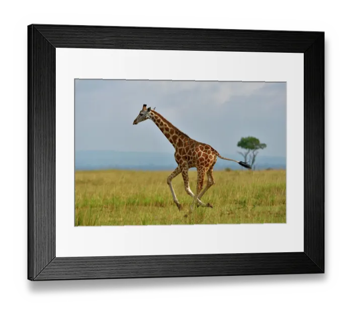 Framed Print : RF - Giraffe (Giraffa camelopardalis) running across grassland, Uganda. (This image may be licensed either as rights managed or royalty free.)