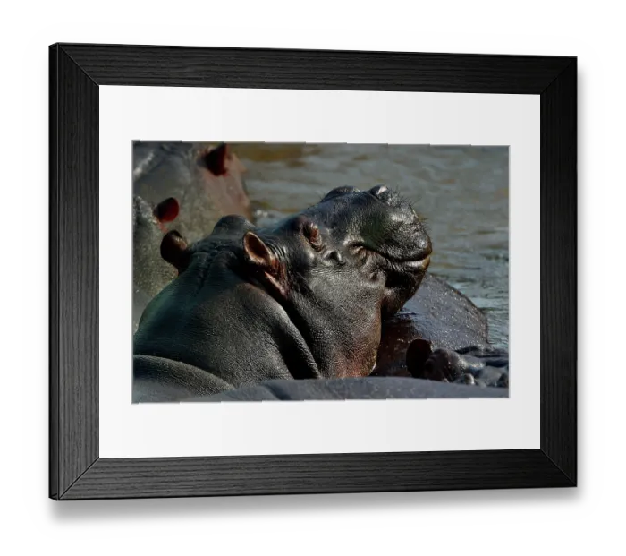 Framed Print : Hippopotamus (Hippopotamus amphibius) wallowing in river, Uganda Framed Print : Hippopotamus (Hippopotamus amphibius) wallowing in river, Uganda